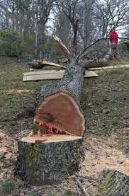  Arborist Tree Cutting