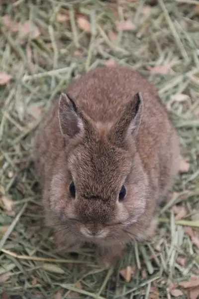 Dwarf Bunnies, View more
