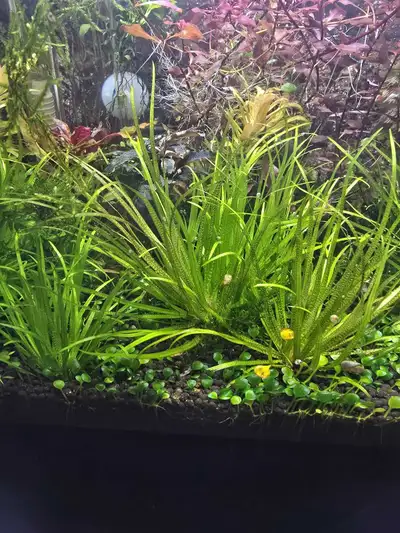 Blixa Japonica aquatic plants, View more