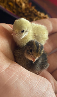 Button quail chicks  or  hatching eggs