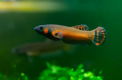 Juvenile macrostomas $40 each. Captive bred and super adaptable. All photos are my own