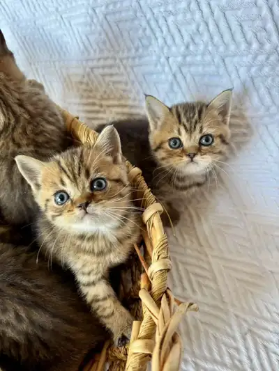 Cute cat chaton kitten, View more