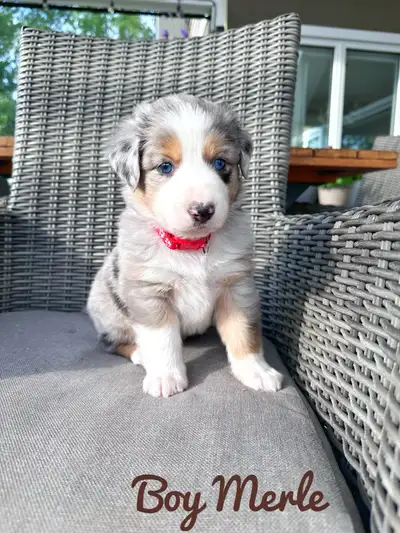 Australian shepherd puppies , View more