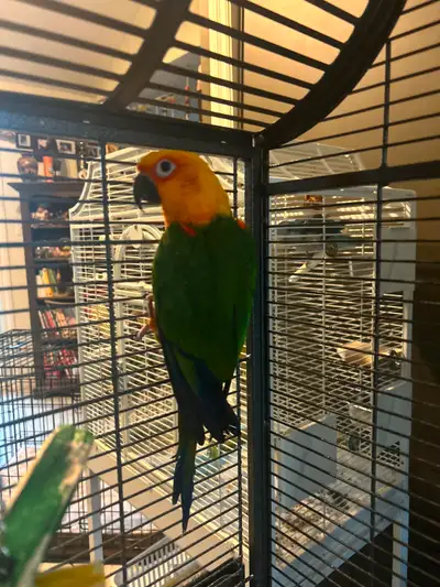 Conure jendaya, View more
