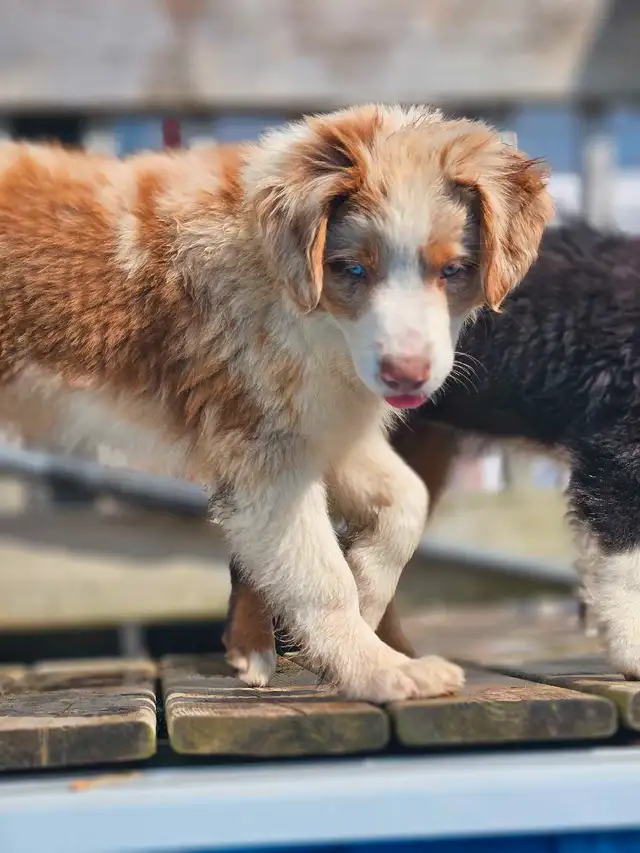 ^^Berger Australien^^ pure race in Dogs & Puppies for Rehoming in Lanaudière - Image 6
