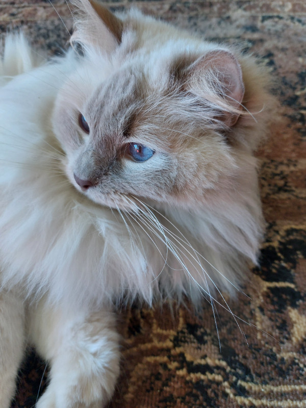 Ragdoll Brothers in Cats & Kittens for Rehoming in Nanaimo - Image 3