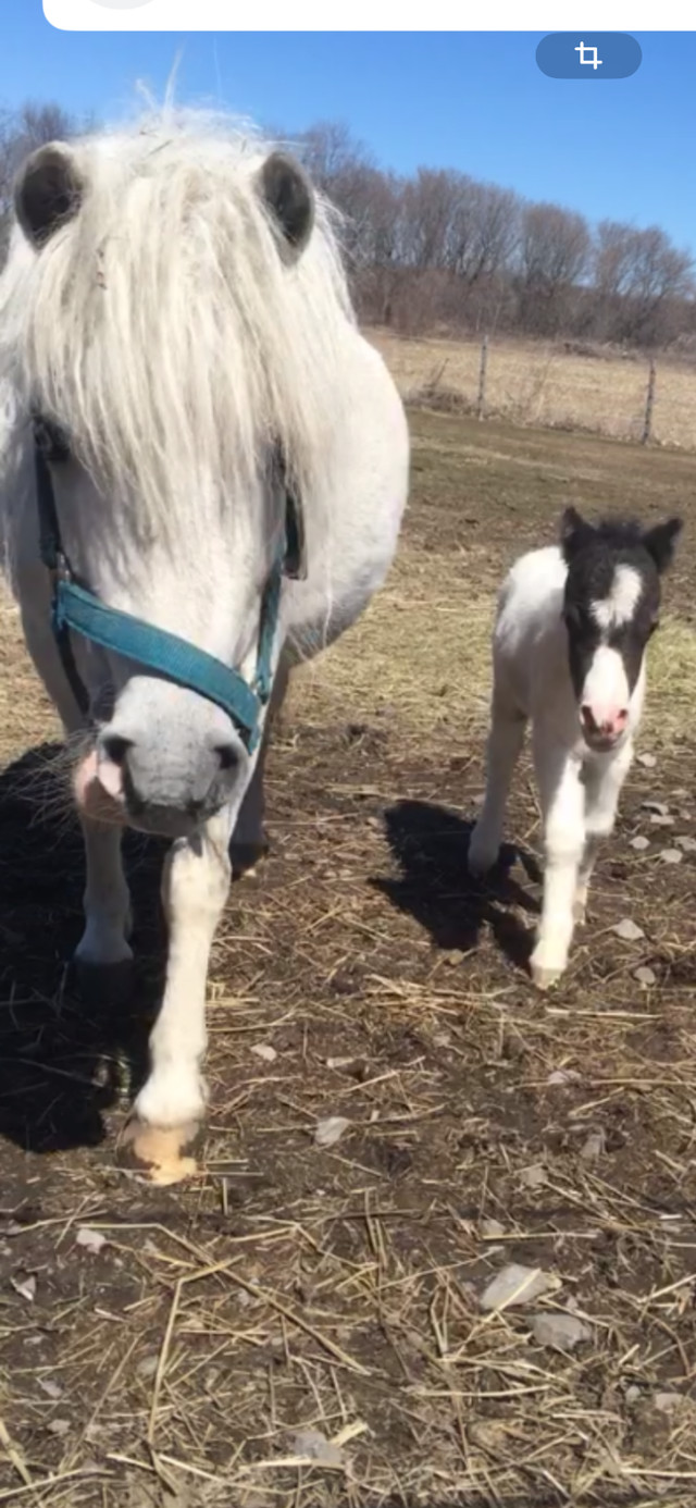 Chevaux miniatures à vendre, poneys dans Chevaux et poneys à adopter  à Ville de Montréal - Image 2