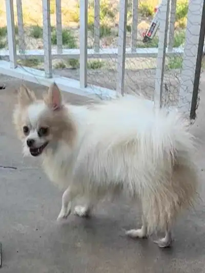 Female 2 year old Pomeranian, View more