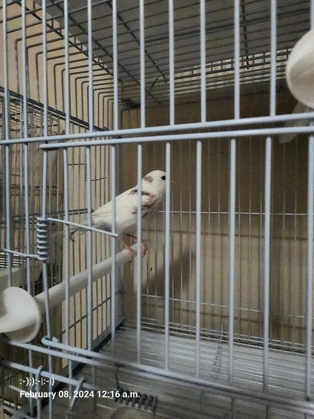 Canary  Canaries  in Birds for Rehoming in Winnipeg - Image 2