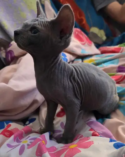 pure breedblue lavender/chocolate sphynx kittens, View more