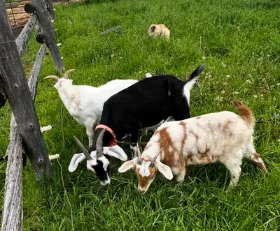 goat with her female kid, Arnprior, View more