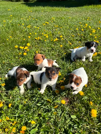 We have 3 Jack Russell Puppies looking for a home. 2 females, 1 male (female 2 and 3 are reserved)....