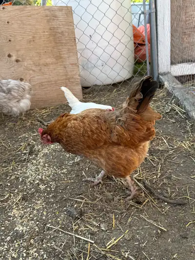 laying hens, View more