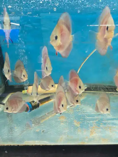 discus fish , View more