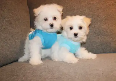 TEDDY BEAR MALTESE X PUPS 647-838-6762, View more