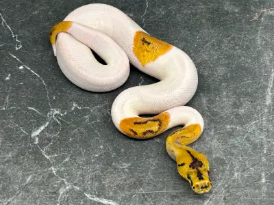 Male Blade Clown Pied Ball Python , View more