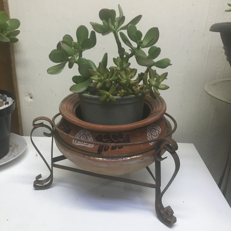 PLANT SALE Jade Bonsai, succulents, spider plants . aloe vera Home