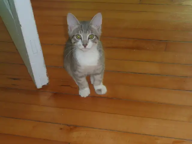 Chaton à vendre in Cats & Kittens for Rehoming in Longueuil / South Shore - Image 14