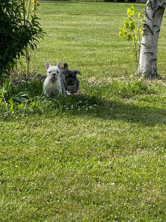  French bulldogs puppies  in Dogs & Puppies for Rehoming in Hamilton - Image 6