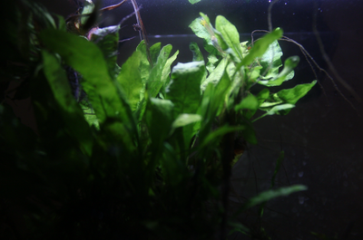 java fern aquarium plants for sale, View more