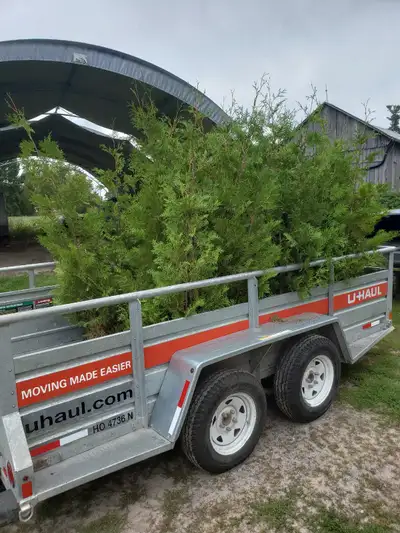 Cedar Hedges 3-15ft, View more
