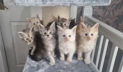 BEAUTIFUL MAINECOON KITTENS READY FOR A NEW HOME, View more