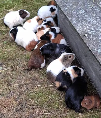 Female guinea pigs, 8 to 16 weeks old, View more