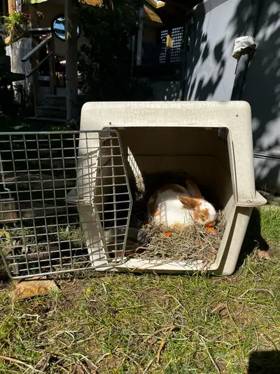 Pet carrier bunny included, View more