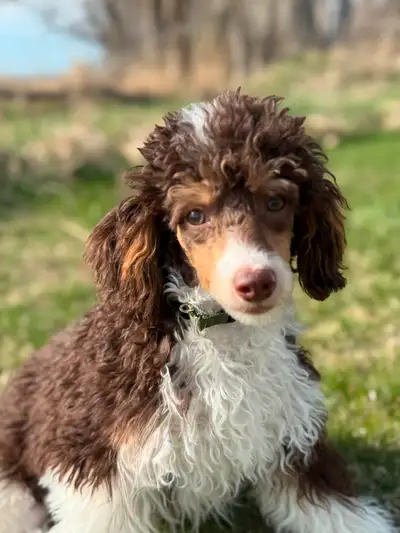 Rocky View Bernedoodles is excited to announce that we have 2 male miniature poodle puppies that we...