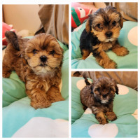 Adorable puppies available