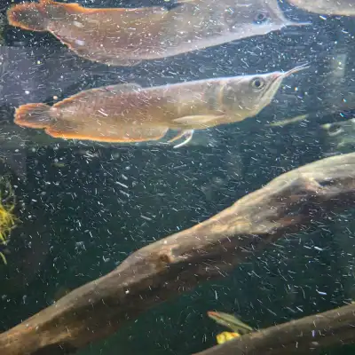silver arowana, View more