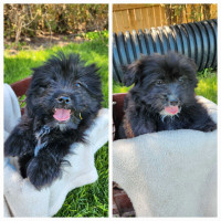 2 girls left! Pomshi puppies available!