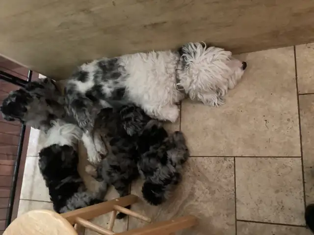 10 week old Merle  medium aussiedoodles  born April 11 in Dogs & Puppies for Rehoming in Owen Sound - Image 7