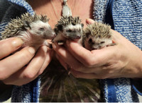 Hedgehogs!!! PENDING