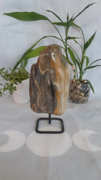 Petrified Wood, from Indonesia