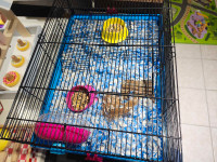 Cage avec Hamster nain winter white