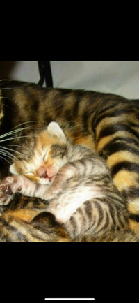 Chaton pure race toyger