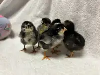 4 blue or green egger chicks 