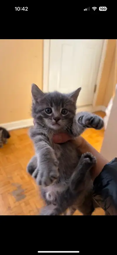 5 chatons à vendre, View more