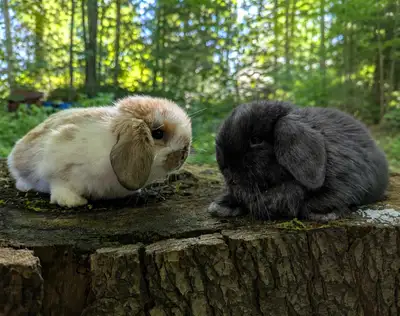 Bébés lapins béliers hollandais pure race,  Mâle et femelle, View more