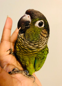 Beautiful Handfed Baby Conures