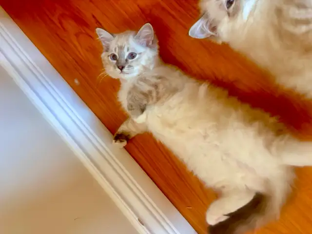 TICA Registered Ragdolls Available for Visiting in Cats & Kittens for Rehoming in Burnaby/New Westminster - Image 4