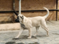 Purebred Kangal Puppies for sale