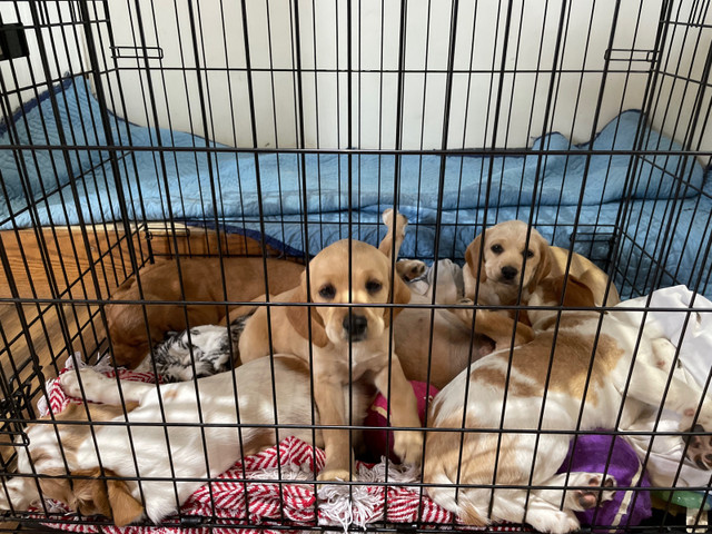 10 Week old pups in Dogs & Puppies for Rehoming in Barrie