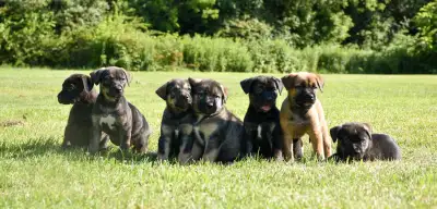 Rotti/Corso Puppies, View more