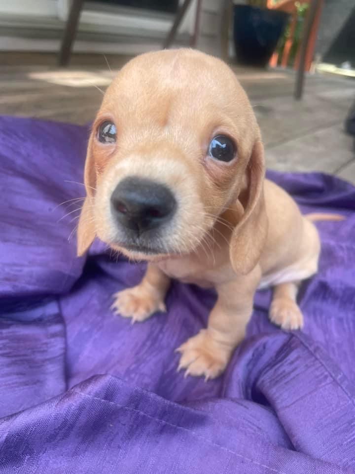 True minis miniature dachshund puppies | Dogs & Puppies for Rehoming ...