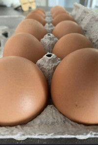 Farm fresh eggs 5$/dozen Mississauga pickup 