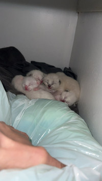 Siamese kittens for sale