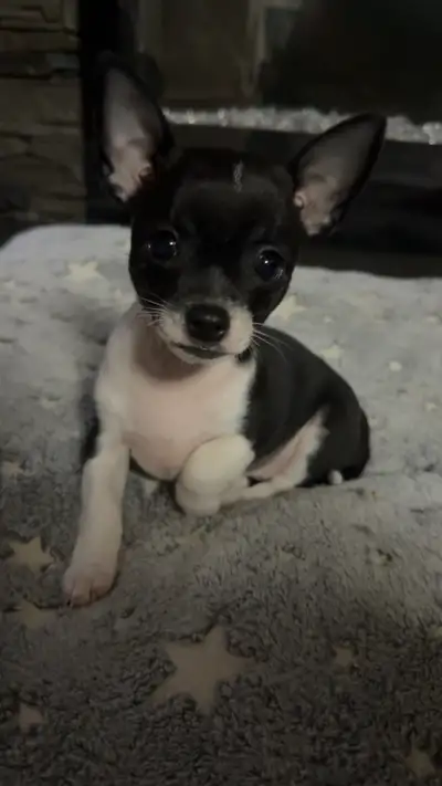 Purebred Chihuahua Puppies, View more