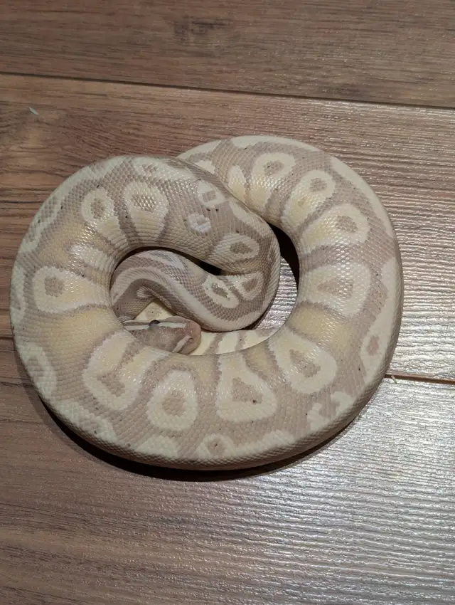 Ball Pythons, Boas, and Feeders New year DEALS!!! in Reptiles & Amphibians for Rehoming in Kitchener / Waterloo - Image 7